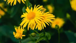 Sejtszinten befolyásolja az immunválaszt: mutatjuk mennyi mindenre jó ez a növény