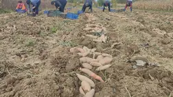 Az édesburgonya (batáta) betakarításának lépései 