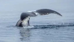 Megvan, hogyan élhetünk 200 évnél is tovább