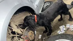 Szolgálati kutya buktatta le a cigarettacsempészetet a határon. Fotó: Kárpátaljai Vámhivatal