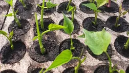 Az édesburgonya (batáta) palántanevelése