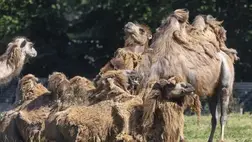 Egy emlős képes meginni a sós vizet, a tudósok sem értik, hogy lehet ez