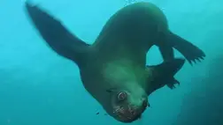 Miért nem száradnak ki a tengeri emlősök a sós tengerben?