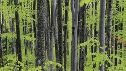 Csökkenthetné a felmelegedést az erdők visszavadulása 