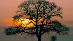 Megdöbbentő, mi derült ki a fákról — megváltozhat minden, amit a növényekről tudunk