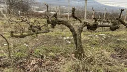 Felkészülés a metszésre