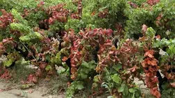 Aranyszínű sárgaságot okozó fitoplazma - Küszöbön az új filoxéra vész?