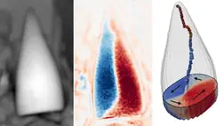 Mágneses helymeghatározó rendszert találtak ősi állati fosszíliákban