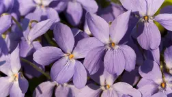 Ezért annyira áldásos hatású gyógynövény az ibolya