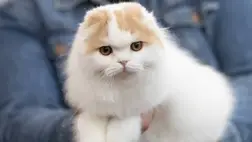 Így élhet tovább a macskád: a legegyszerűbb megoldás, amit sok gazdi mégsem tart be. Illusztráció. Fotó: MTI/Kocsis Zoltán