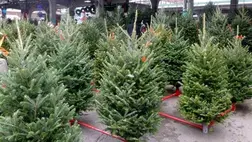 Fenyőfák. Illusztráció. Fotó: Internet