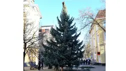 Felállították Beregszász 10 méteres karácsonyfáját a Kossuth téren