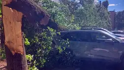 Halálos tragédia Kárpátalján: egy férfi életét vesztette, miután a viharban egy fa rázuhant. Fotó: DSZNSZ