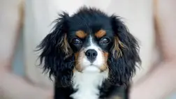 Döbbenetes: kutyák is lehetnek autisták