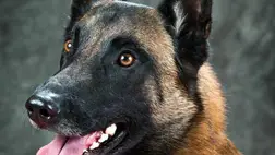 Kiderült, melyik a legokosabb kutyafajta