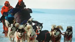 Száműzték a kutyákat az Antarktiszról, mutatjuk az okát