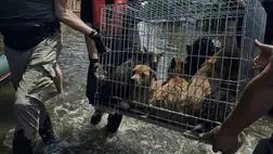 Önkéntesek mentik a hátrahagyott állatokat Ukrajnában. Illusztráció