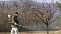 Benében már hozzá láttak a lemosó permetezéshez - Őszibarack helyett szamóca?