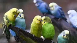 Miért tudnak beszélni egyes madarak?