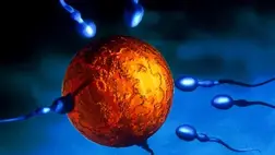 Forradalmi áttörés: hamarosan gyógyítható lehet a meddőség?