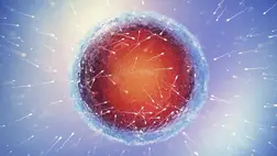 Új remény a meddőség ellen: a tudósok megfiatalították a petesejteket