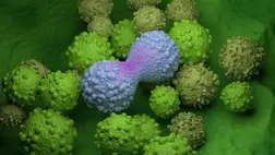 Kiderült, miért van egyre több mellrákos