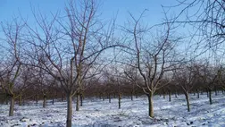 Mélynyugalmi állapotban gyümölcsfáink - Lesz-e böjtje az enyhe időjárásnak?
