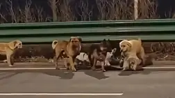 Kínai húsüzemből szökött meg hét lopott kutya, 17 kilométer után jutottak vissza gazdáikhoz. A kiemelt kép forrása: Youtube