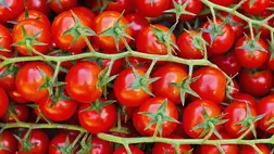 Védi a szívet, lassítja a bőr öregedését, és még finom is – Így fogyaszd a paradicsomot