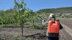 Nem hagyhatjuk magára gyümölcsfáinkat! - Kötelező a minimális növényvédelem