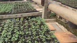 Pótmegvilágítás a korai palántanevelésben