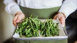 A rozmaring csodás hatásai: többféle formában is támogatja az egészséget