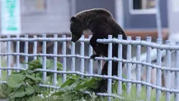 Negyedszer tört be ugyanabba az üzletbe egy édesszájú medve. Illusztráció. Fotó: Internet