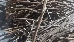 Szőlő oltócsapok és vadalanyok gyűjtése, tárolása