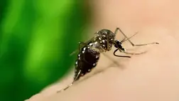 Elkapható a rák egy szúnyogcsípéstől vagy harapástól? A válasz ijesztőbb, mint gondolnánk