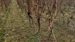A szőlő felkészítése a következő évre - Szüret után a szőlőben 