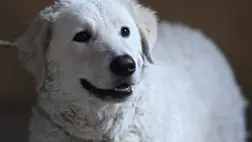 Tanulmány: az ember és a kutya kapcsolata több mint 15 ezer éve kezdődött. Illusztráció. Fotó: Internet