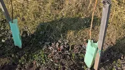 Szőlő és gyümölcsfa telepítése tavasszal