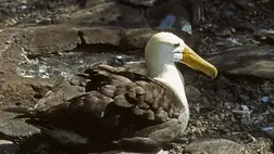 Váratlan helyen bukkant fel a rendkívül ritka tengeri madár