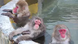 Több mint téli luxus: meglepő hatása van a termálfürdőzésnek