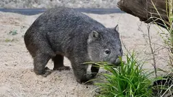 Meglepő kutatás: ezért különleges a vombatok ürüléke