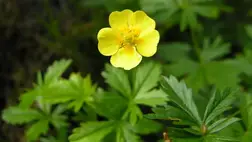 Ez az apró vadvirág leszámolhat a szuperbaktériumokkal