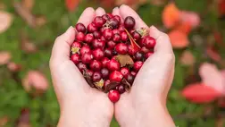 Savanykás szupersztár: ez történik a szervezettel, ha rendszeresen fogyasztunk vörös áfonyát