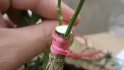 A kertészeti tudományok fejlődésével számtalan oltásmódot kipróbáltak és leír­tak. 