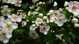 Galagonya: a legjobb szíverősítő, vérnyomáscsökkentő