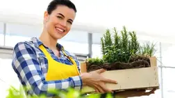  A legjobb otthon termeszthető gyógynövények