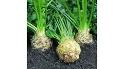 A zeller gyomirtása vegyszeres és mechanikai úton történhet. A mechanikai gyomirtás egyik módja a kapálás, talajlazítás.