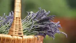 A levendula meglepő felhasználási módjai