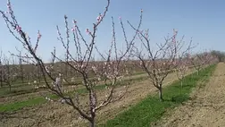 Fertőződhetnek a fák az ala­kító, ritkító metszések során, amikor a metszési felületeken keresztül támad a gomba vagy a baktérium.