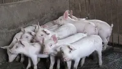 Sertéspestis Csernyivci megyében: 21 ezer állatot elpusztítanának el